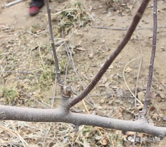 苹果树修剪——橛的处理(视频)
