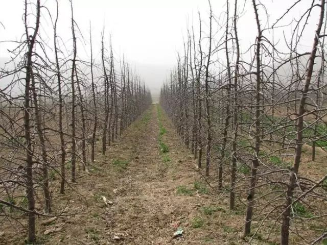 苹果树修剪——橛的处理(视频)
