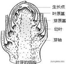 花、果形成过程