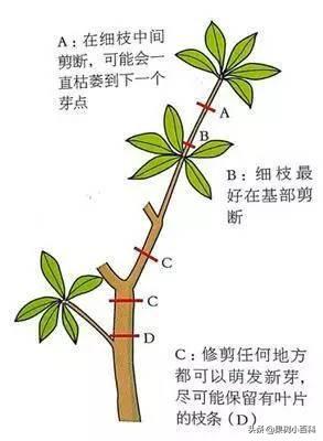 花、果形成过程