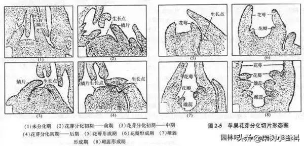 花、果形成过程