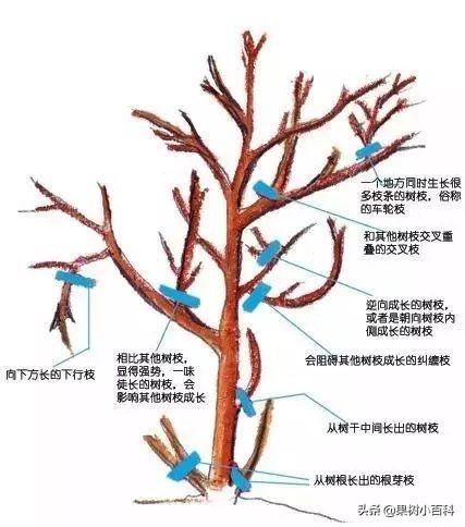 花、果形成过程