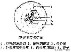 花、果形成过程