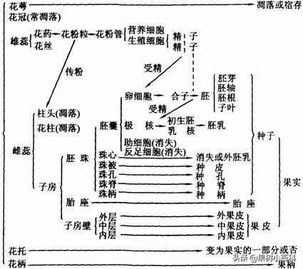 花、果形成过程