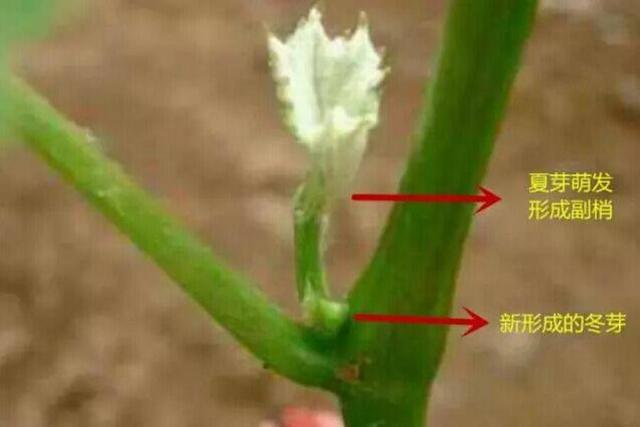 葡萄的四种芽：夏芽、冬芽、花芽、隐芽！