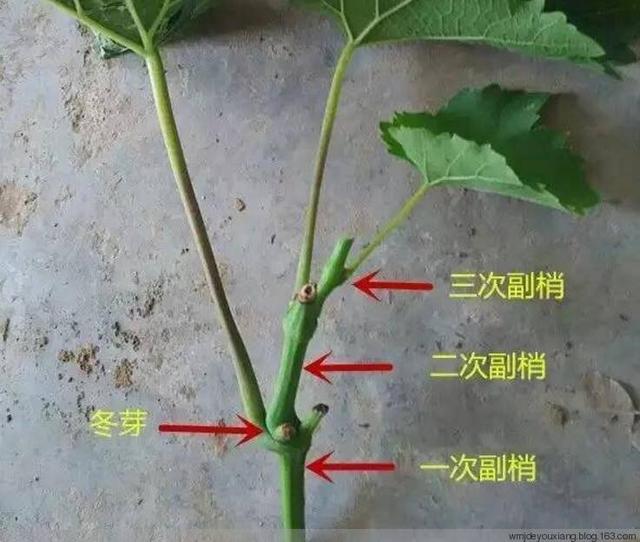 葡萄的四种芽：夏芽、冬芽、花芽、隐芽！