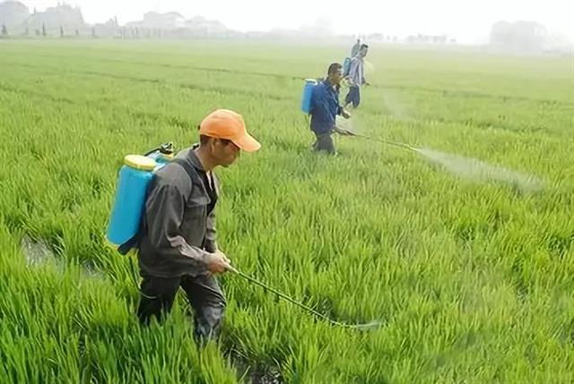 小麦要高产，关键在春管！