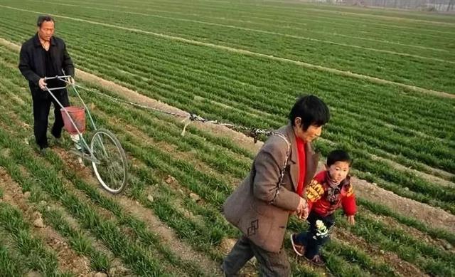 小麦要高产，关键在春管！