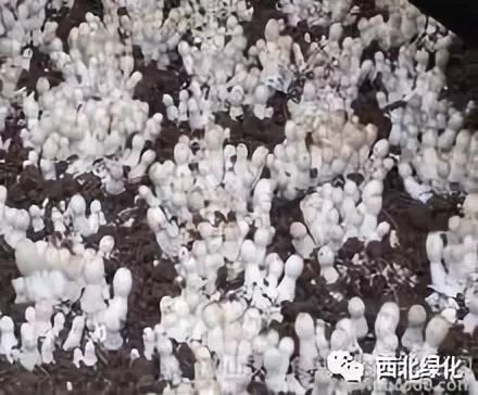 鸡腿菇栽培技术
