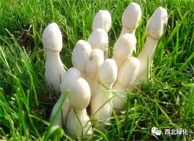 鸡腿菇栽培技术