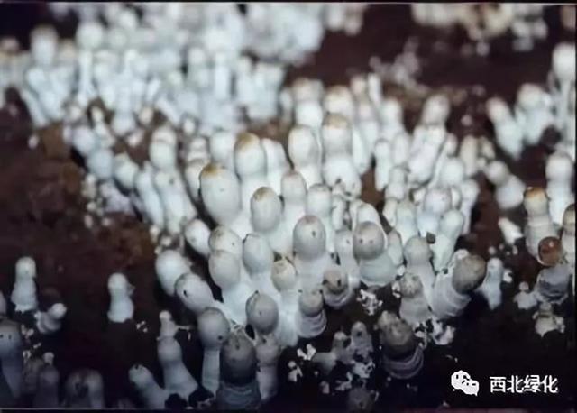 鸡腿菇栽培技术