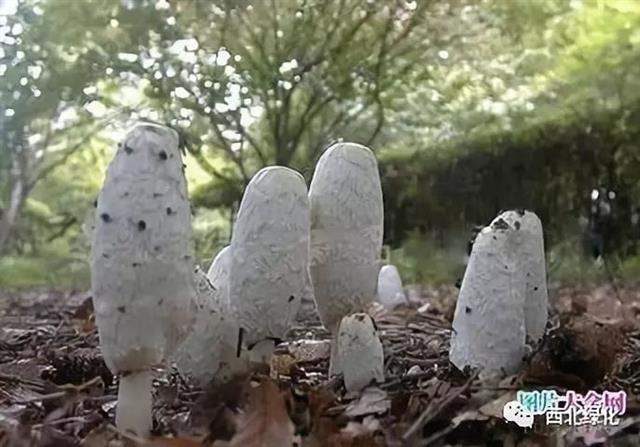 鸡腿菇栽培技术