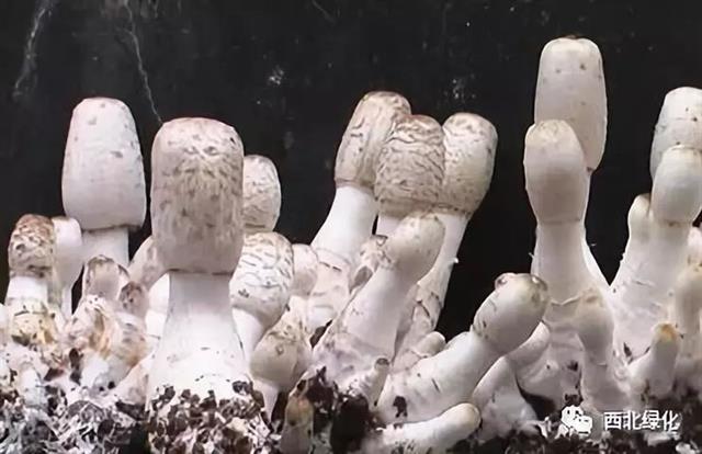 鸡腿菇栽培技术