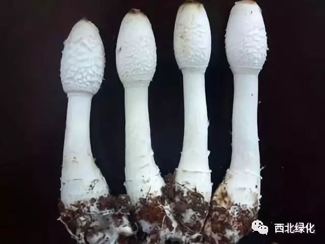 鸡腿菇栽培技术