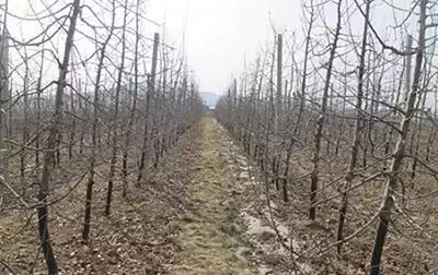 果树物候期详解