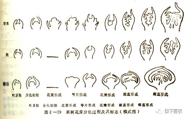 果树物候期详解