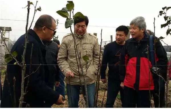 梨树春季管理技术要点