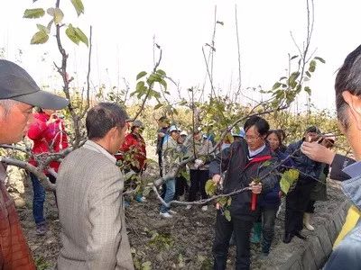 梨树春季管理技术要点