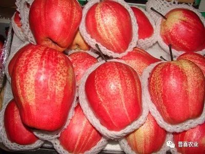 早酥红梨的栽培技术总结！