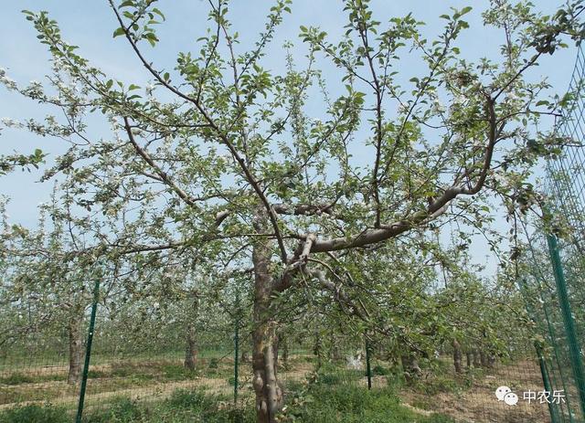 果树生长与气候的关系