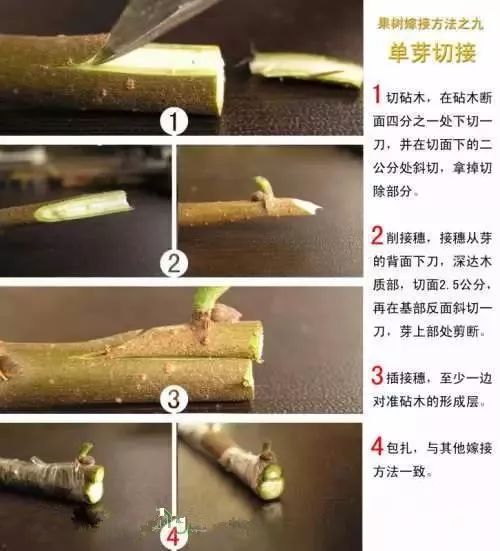 果树嫁接技术现场操作讲解(视频 图解)
