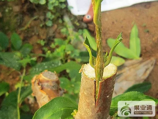 果树嫁接技术现场操作讲解(视频 图解)