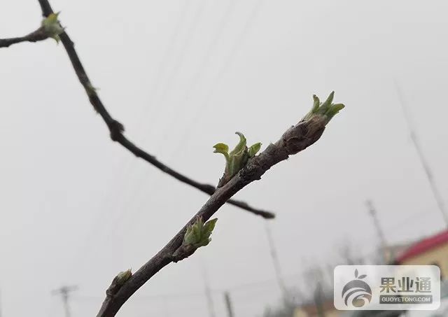 果树嫁接技术现场操作讲解(视频 图解)