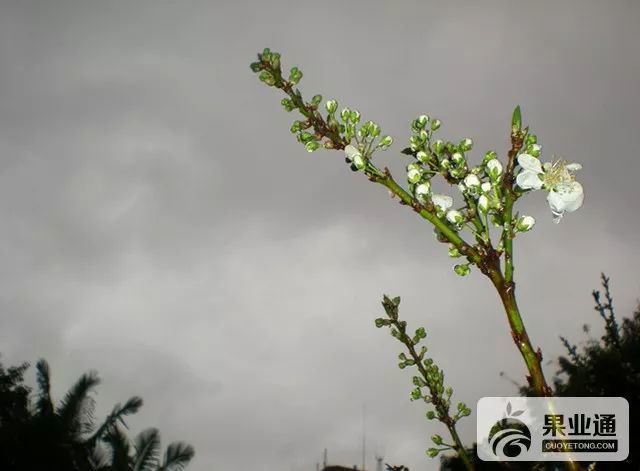 果树嫁接技术现场操作讲解(视频 图解)