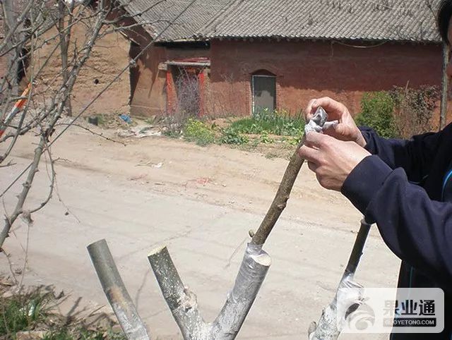 果树嫁接技术现场操作讲解(视频 图解)