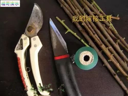 果树嫁接技术现场操作讲解(视频 图解)