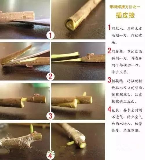 果树嫁接技术现场操作讲解(视频 图解)