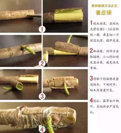 果树嫁接技术现场操作讲解(视频 图解)