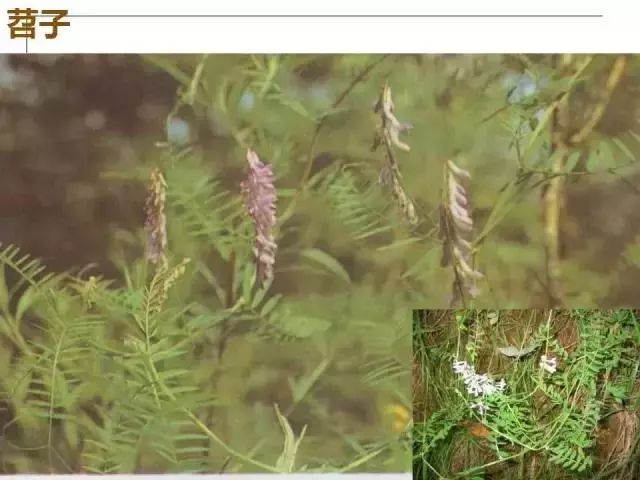 掌握果园的管理要点，农事工作才能事半功倍