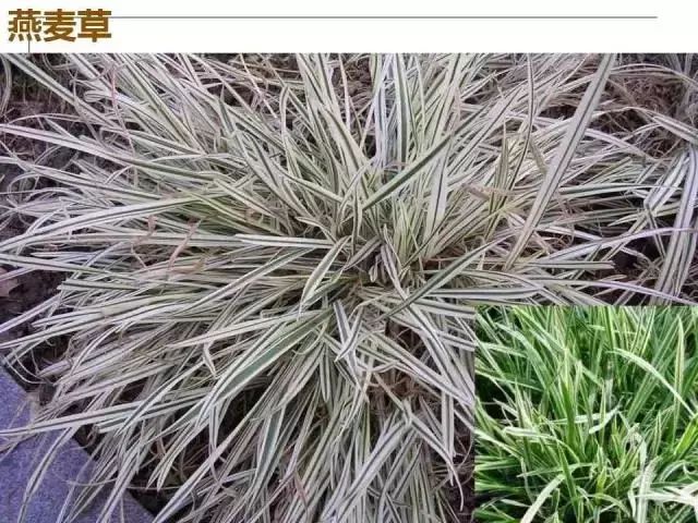 掌握果园的管理要点，农事工作才能事半功倍