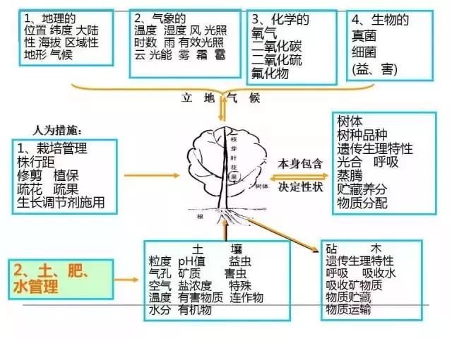 掌握果园的管理要点，农事工作才能事半功倍