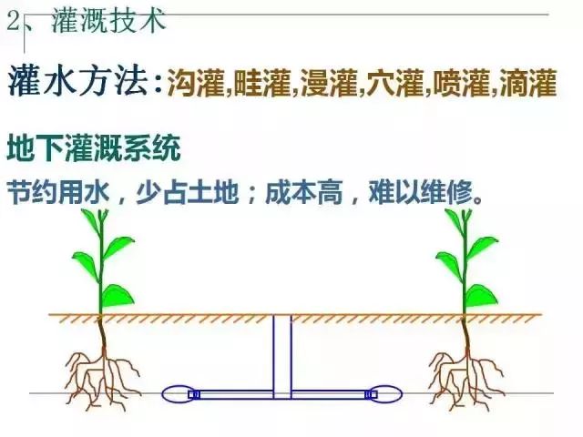 掌握果园的管理要点，农事工作才能事半功倍