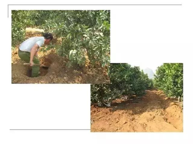 掌握果园的管理要点，农事工作才能事半功倍