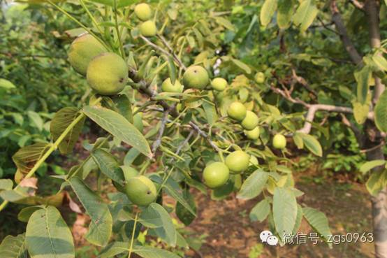特高产核桃优良品种