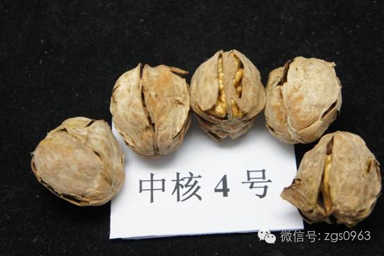 特高产核桃优良品种