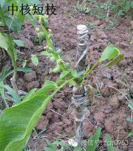 特高产核桃优良品种