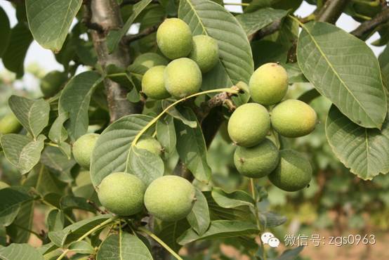 特高产核桃优良品种