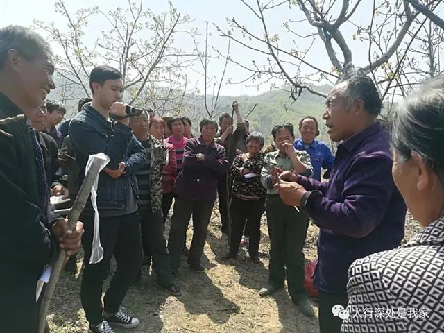 核桃树高接换头嫁接技术(视频)