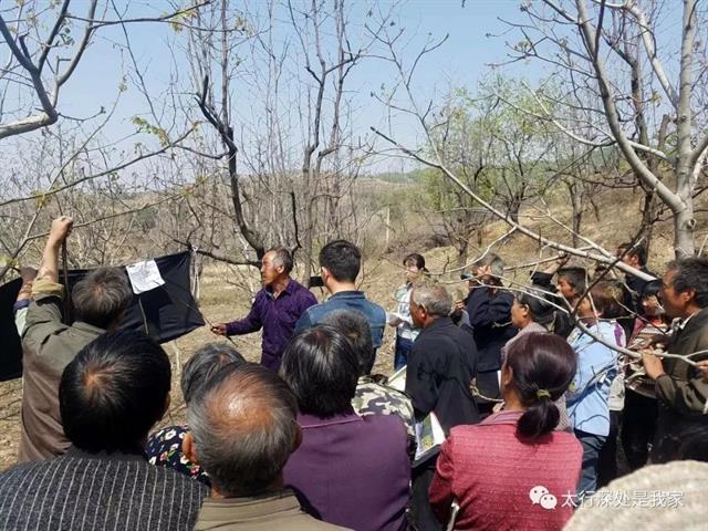 核桃树高接换头嫁接技术(视频)