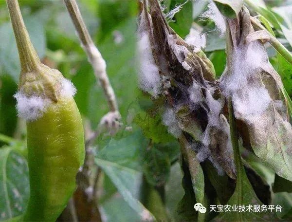 史上最全配药秘方