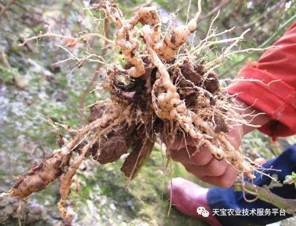 史上最全配药秘方