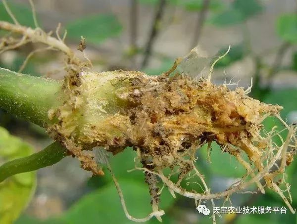 史上最全配药秘方