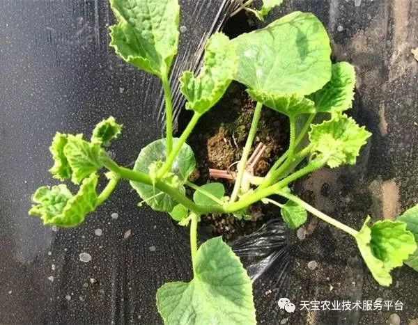 史上最全配药秘方