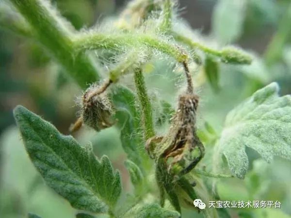 史上最全配药秘方