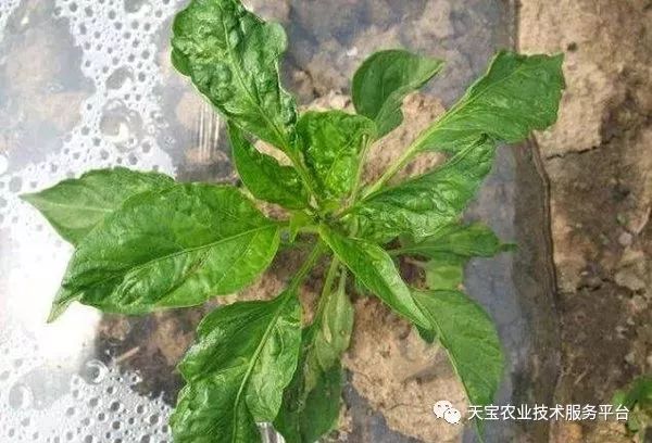 史上最全配药秘方