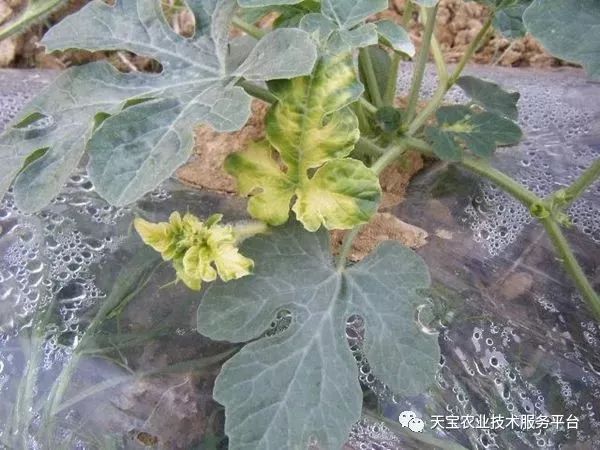 史上最全配药秘方